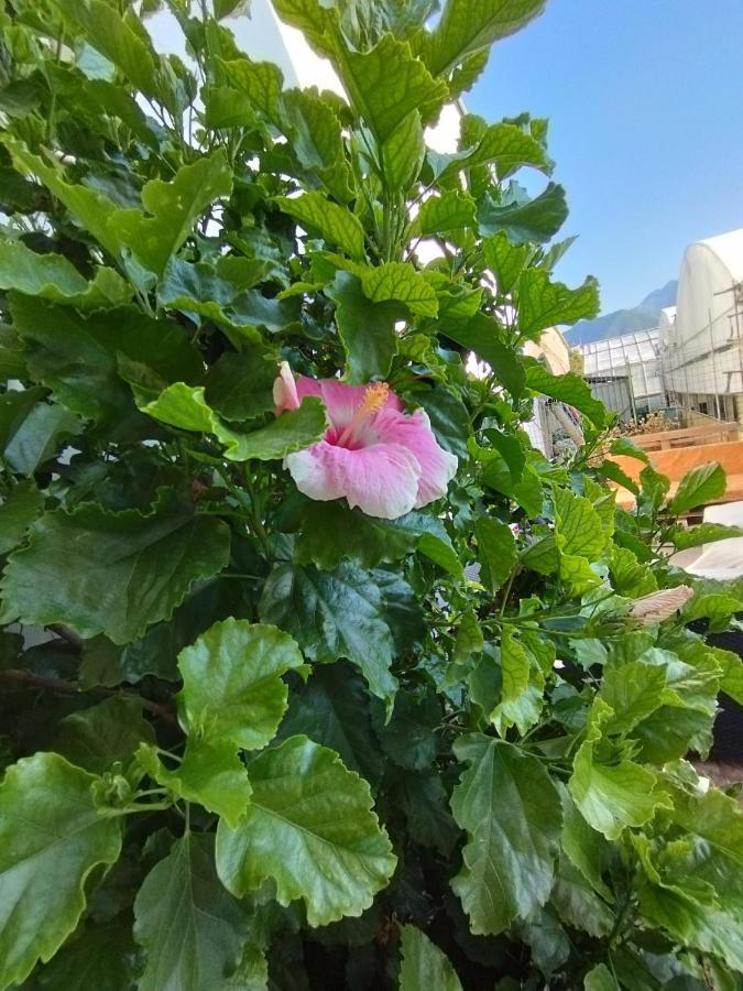Appartamento Hibiscus Castellammare di Stabia Esterno foto